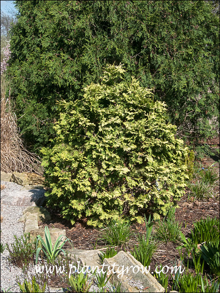 Variegated Silver Crested Arborvitae